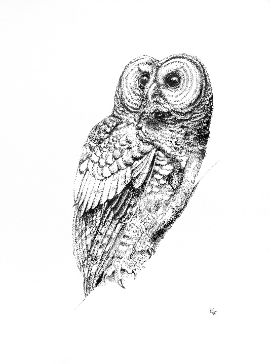 spotted owl print