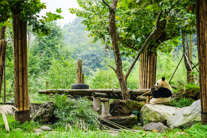 12c - Dujiangyan Panda Center