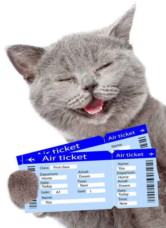 Funny cat holding airline tickets. isolated on white background.