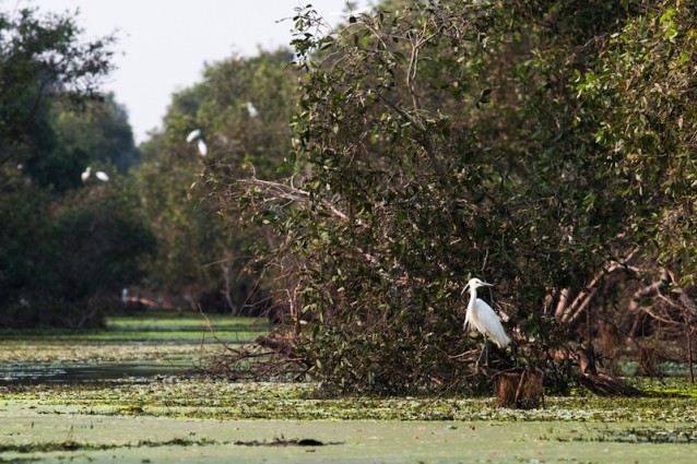 Tra Su Bird Sanctuary - Waterbird 2- Image by Buffalo Tours (2)